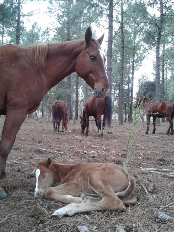 A Pousada Residential Horse Club Costa Brava Santa Cristina d'Aro Exterior foto